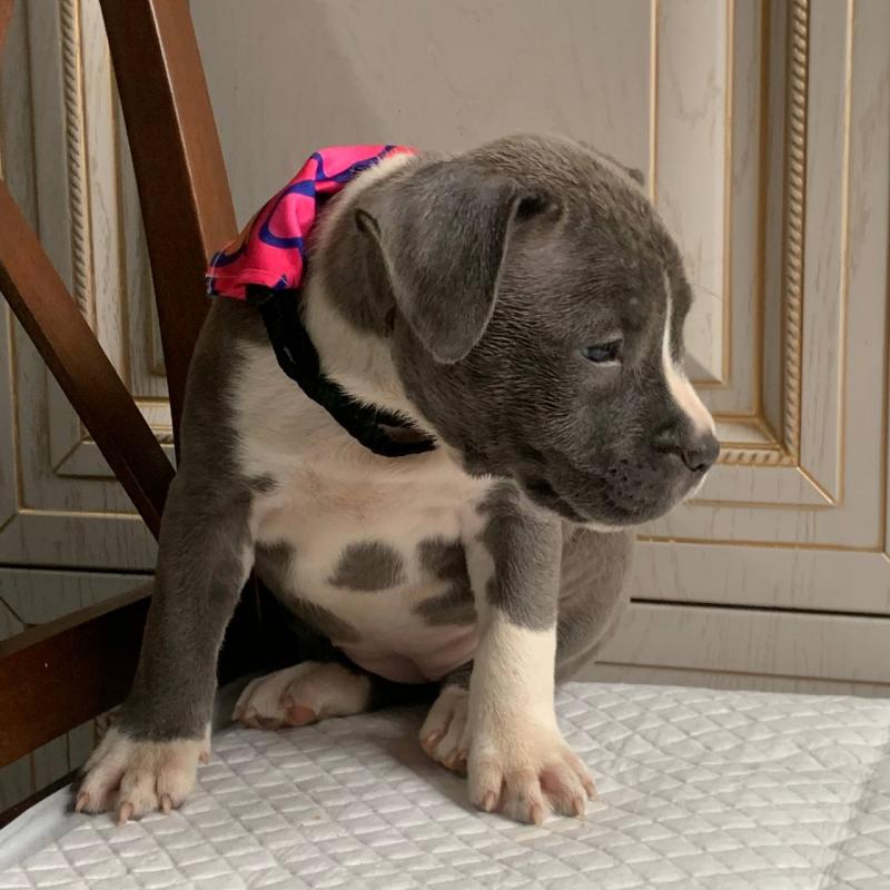 ������� ����� ���