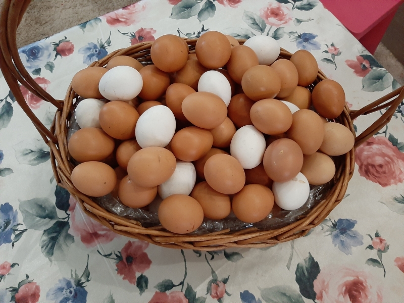 Семена в яйце. Видео яйца. Растительные яйца купить.