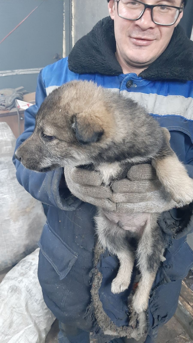 Отдадим щенков в добрые руки