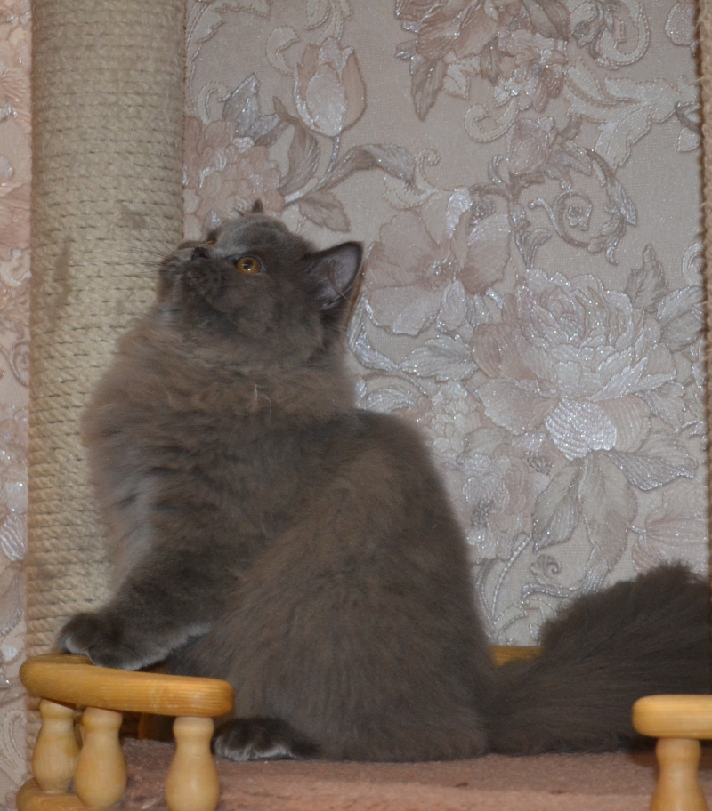 британский котенок