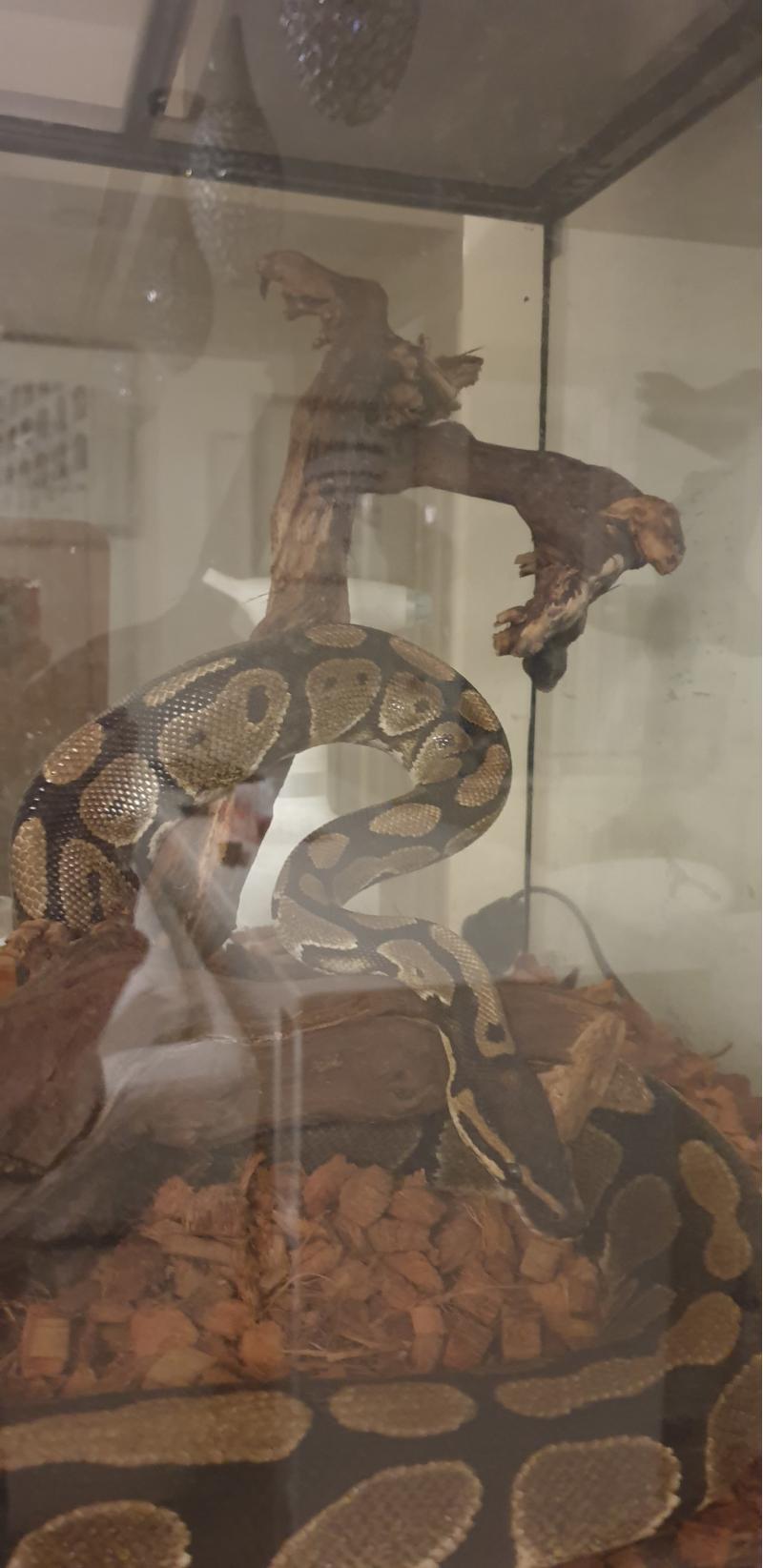 Королевский питон