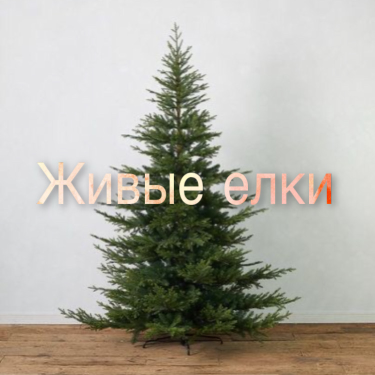 Живые елки