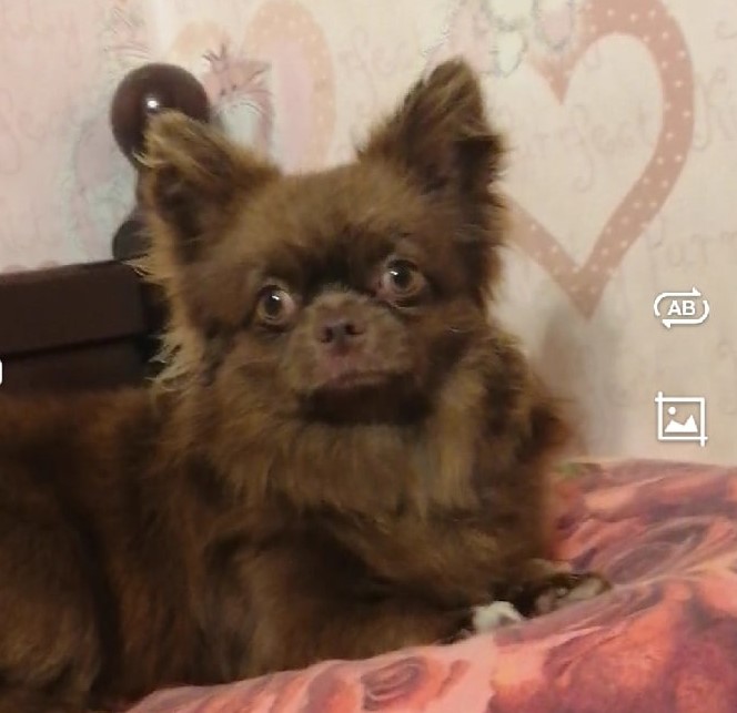 Щенки