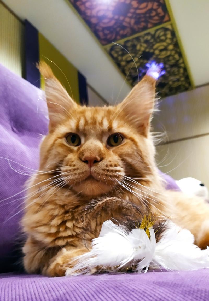 Мейн кун котята из питомника.