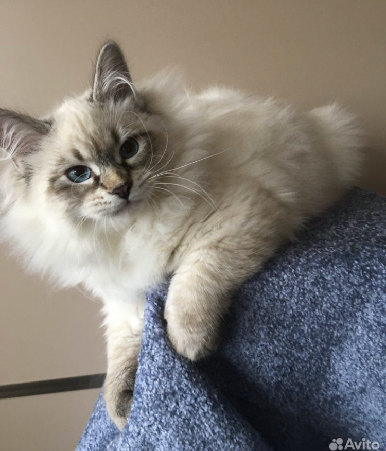 Невские маскарадные котята из питомникаСнежный десант.