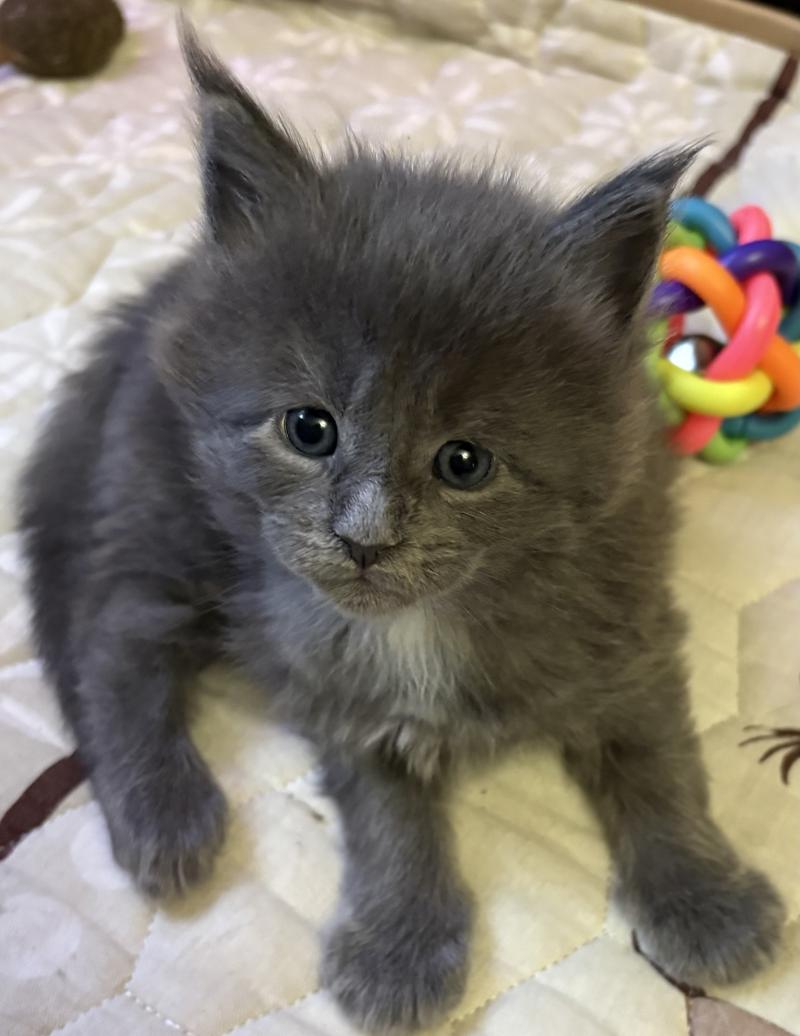 ������ ����-����