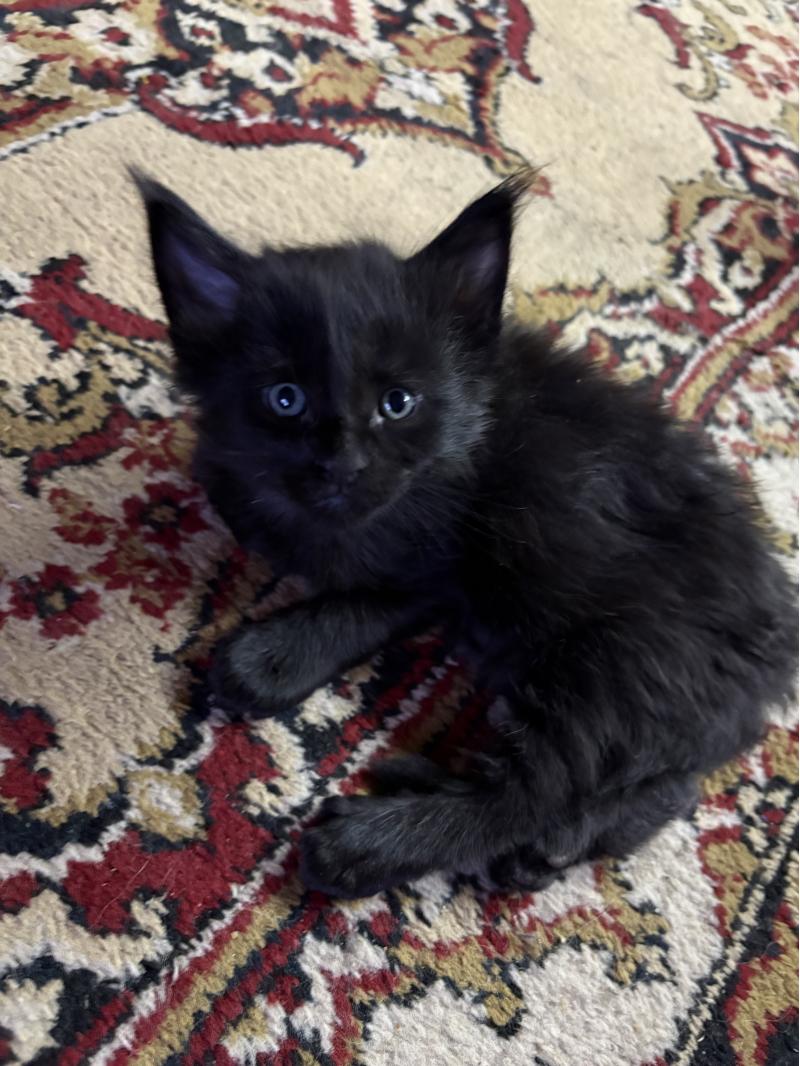 ������ ����-����