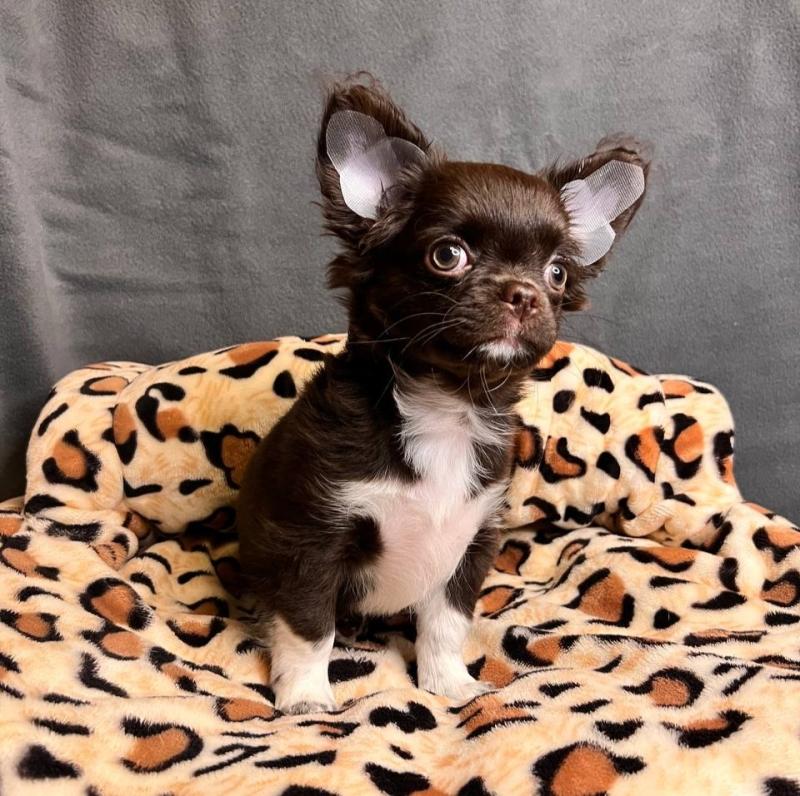 ������� �������� 3 ������.