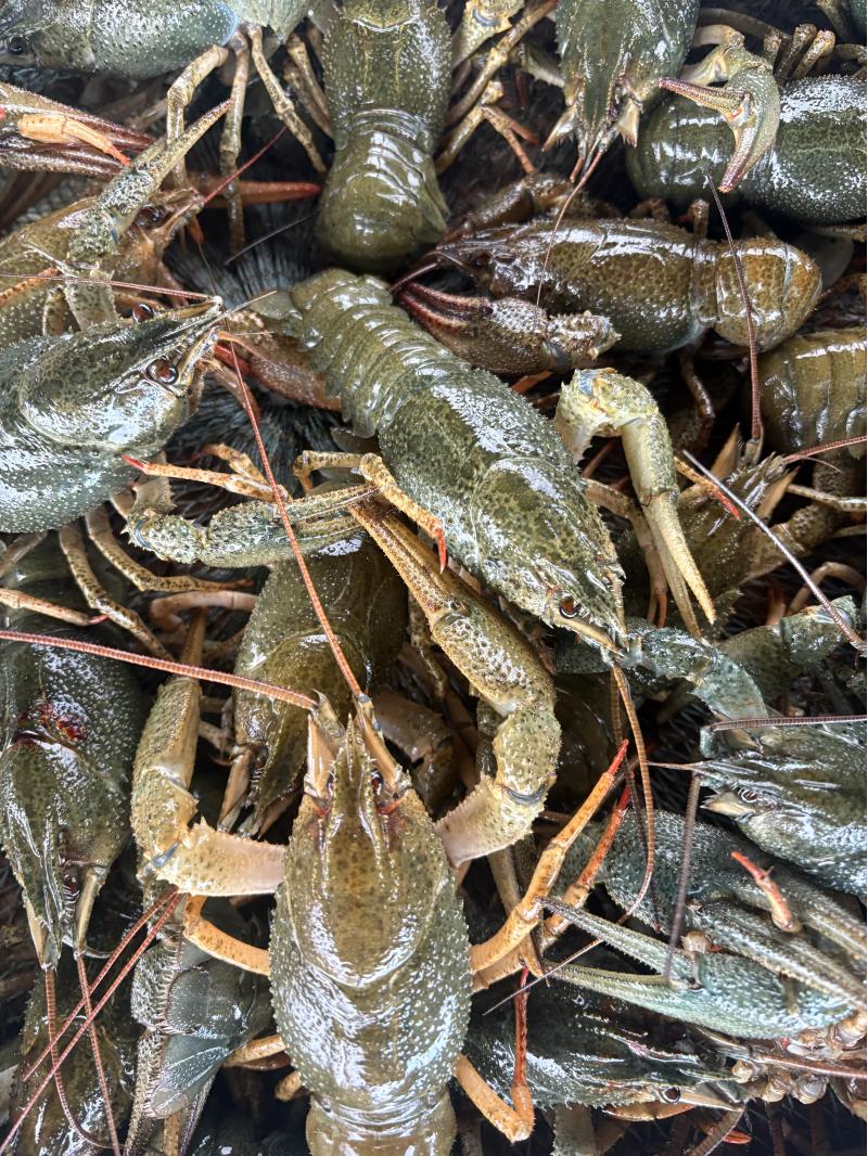 ����� ���� �����