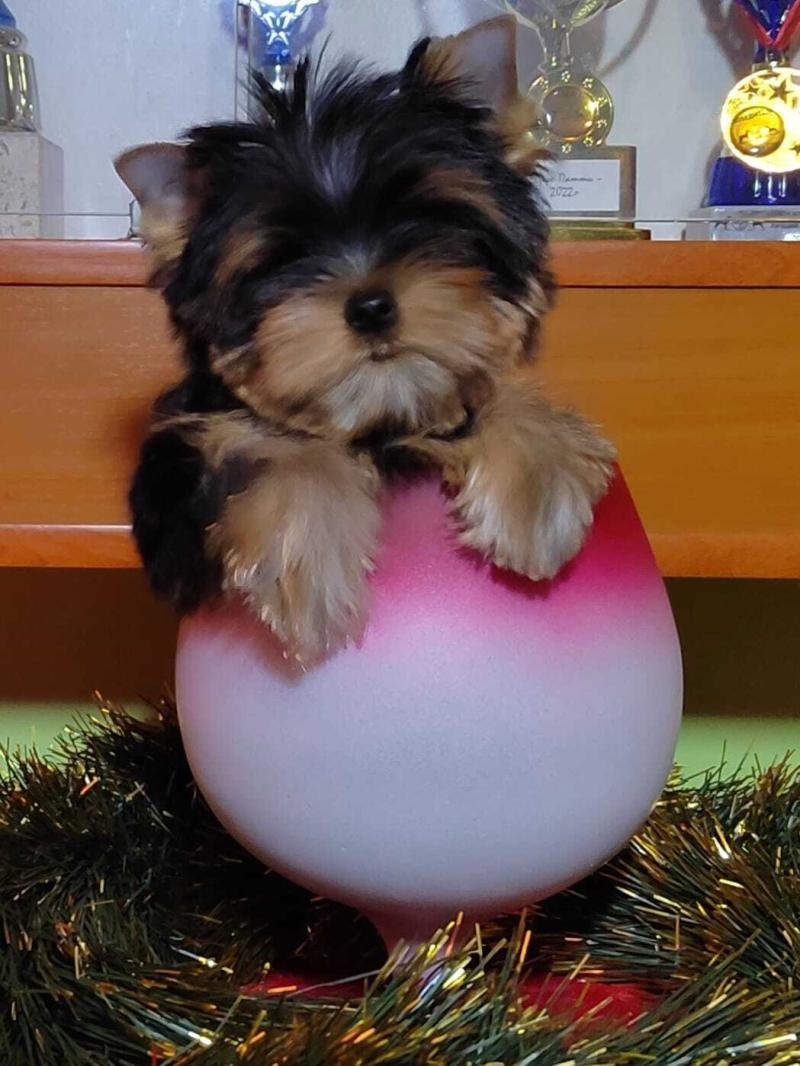 ����������� ������, �������