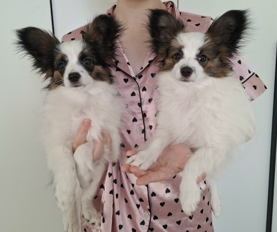 ����� �������� � �����������