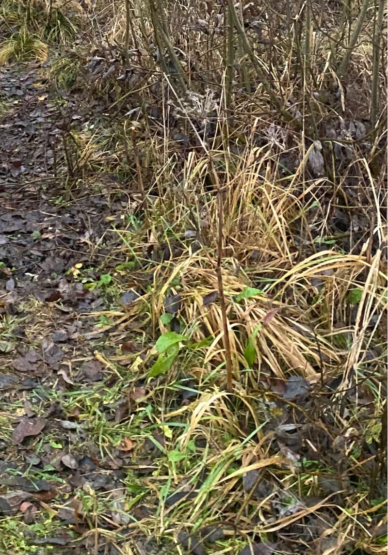 ��������� / ���� , �����������//, ������ �� ���������� �������