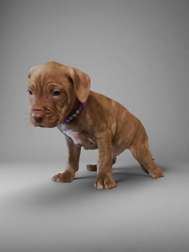 ������������ �������������, �����