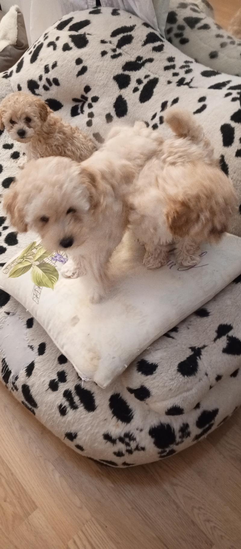 ����� ��� ������