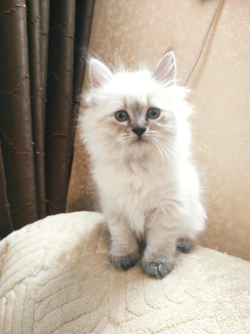 ������� ����������� ������