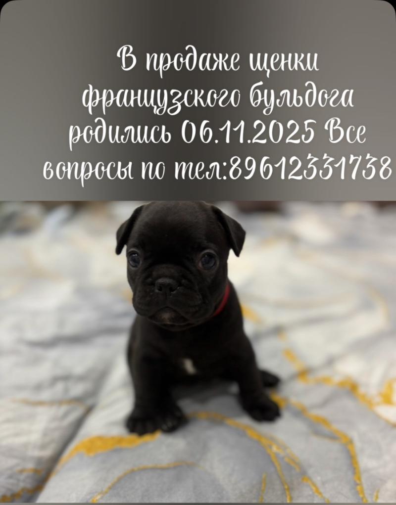 ������� ������ �����������