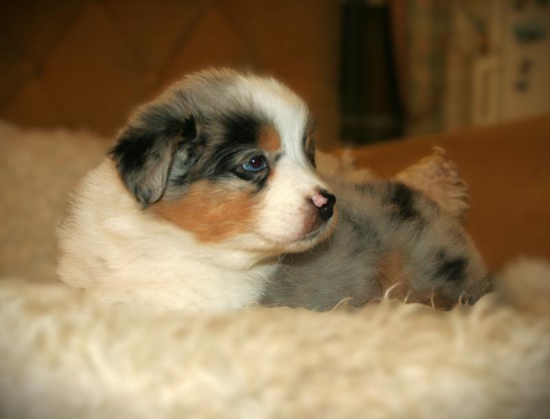 ������������� ������� �����