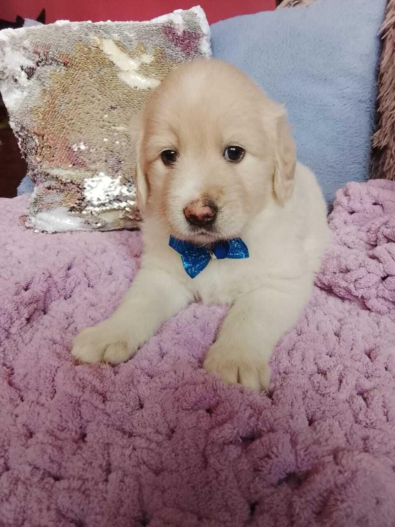 ������ ������